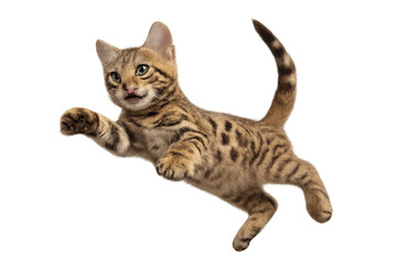 Fototapeta premium Playful Bengal kitten jumping with transparent background, full of energy