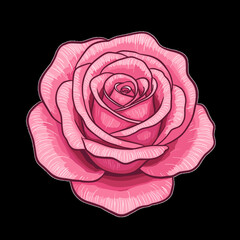 Pink rose illustration on black background  