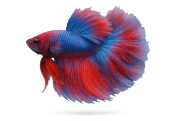 Beautiful red and blue Betta fish with flowing fins, isolated on transparent background