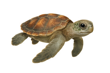 Naklejka premium Adorable baby sea turtle isolated on a transparent background, studio shot