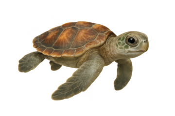 Adorable baby sea turtle isolated on a transparent background, studio shot