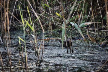 moorhen at the lake
