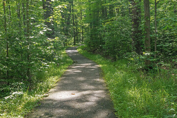 path in the woods