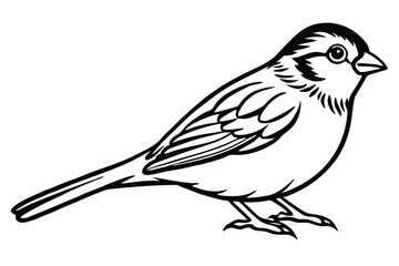 Fototapeta premium Sparrow Illustration Detailed Black and White Drawing of a Small Bird with Fine Line Work