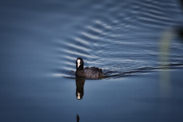 Coot on the lake
