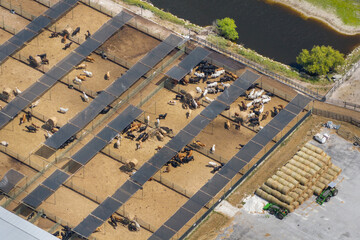 Aerial view of feed yard with meat cows. Feeding of cattle on farm feedlot