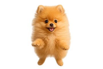 Obraz premium Cute fluffy Pomeranian puppy standing isolated on a transparent background