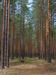 pine forest on a summer day