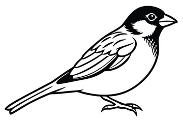 Obraz premium Black and White Line Art of a Sparrow in Profile Illustration Style