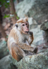 Macaque monkey sitting on Pidurangala Rock, Sigiriya, Sri Lanka, Asia	