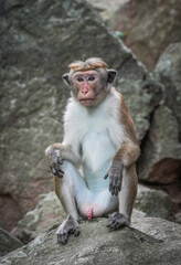 Macaque monkey sitting on Pidurangala Rock, Sigiriya, Sri Lanka, Asia	