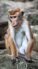 Macaque monkey sitting on Pidurangala Rock, Sigiriya, Sri Lanka, Asia	
