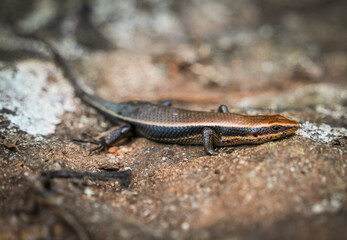 Lizzard enjoying the sun on Pidurangala Rock, Sri Lanka, Asia