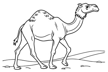 coloring page line art the camel black vector