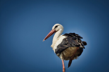 white stork ciconia