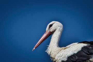 white stork ciconia