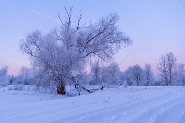 trees in the snow