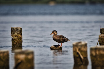 ducks on the lake