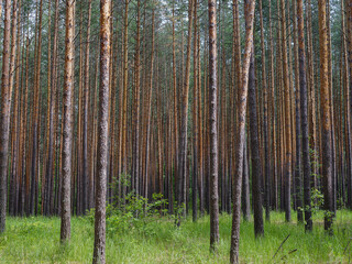 pine forest on a summer day