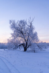 tree in the snow
