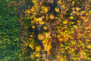 Colorful lush forest in autumn season. Tree canopies in fall woods. Landscape of autumnal wild nature