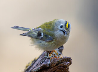 Goldcrest in its natural environment. Europe's smallest bird, weighing between 4.5 and 6 grams....