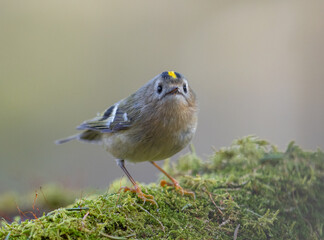 Goldcrest in its natural environment. Europe's smallest bird, weighing between 4.5 and 6 grams. Gold crest.