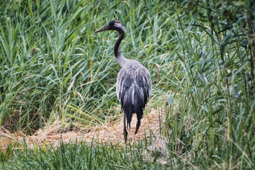 grey crane in the grass