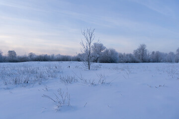 snow covered trees
