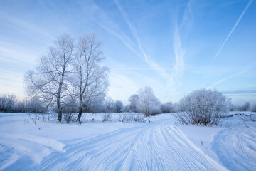 winter landscape with trees