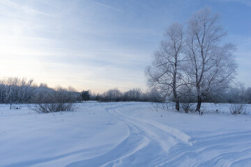 winter landscape with trees