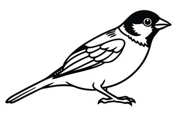 Line Art Illustration of a Sparrow with Black Head and Detailed Feathers