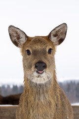 portrait of a funny young deer in winter