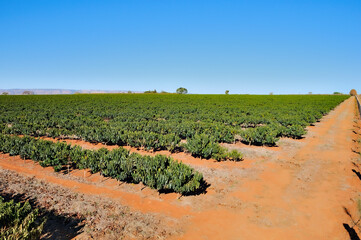 Planta&ccedil;&atilde;o de caf&eacute; , cafezal em faze inicial