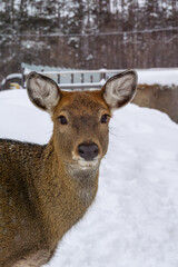 young deer in snow