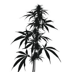 Fototapeta premium silhouette cannabis isolated in White background