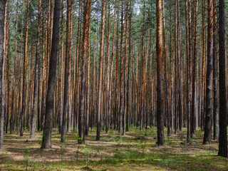 pine forest on a summer day