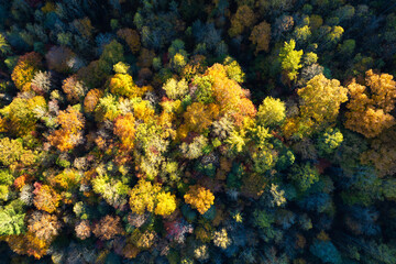Landscape of woods nature in fall season. Colorful forest with yellow canopies in autumn