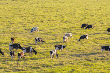 Milk cows grazing on green farm pasture. Production of organic dairy products. Feeding of cattle on farmland grassland