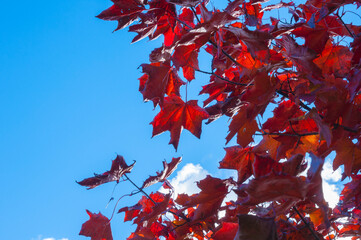 Red and orange bright autumn maple leaves fluttering in the wind against blue sky view from below