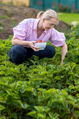 Woman harvesting home harvest of ripe red strawberries in the garden. Ripe strawberry fruits in a bowl on an organic farm. Berry natural fruit with vitamins.