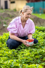 Woman harvesting home harvest of ripe red strawberries in the garden. Ripe strawberry fruits in a bowl on an organic farm. Berry natural fruit with vitamins.