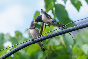 Feeding a swallow chick