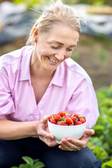 Woman harvesting home harvest of ripe red strawberries in the garden. Ripe strawberry fruits in a bowl on an organic farm. Berry natural fruit with vitamins.