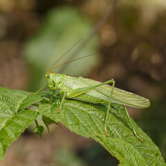 Locusts on a plant leaf