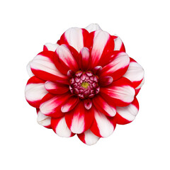 Dahlia flower close up