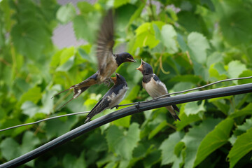 A barn swallow feeds its chicks
