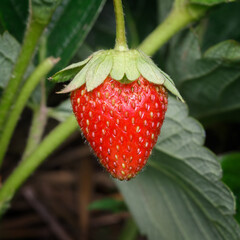 Ripe strawberry close-up