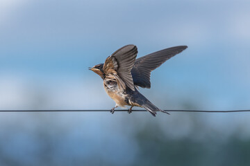 Barn Swallow Chick