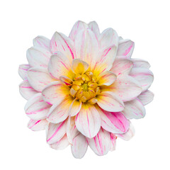White and pink dahlia on a white background